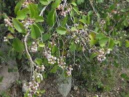 Image result for Justicia petiolaris