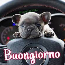 Pin Di Brunilda Jakupi Su Buongiorno Senza Citazioni Buongiorno Divertente Buongiorno Animali