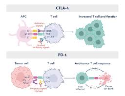 Image result for Immune Checkpoint Inhibitor