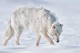Pictures Of Wolves Limited Edition Wolf Images For Your Home Arctic Wolf Wolf Pictures Wolves Photography