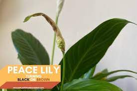 Sometimes brown tips on peace lily is perfectly normal. Here S Why Your Peace Lily Flowers Turn Black Or Brown Indoor Plants For Beginners