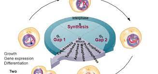 Cell cycle progression in g1 phase: G1 Phase Science Online