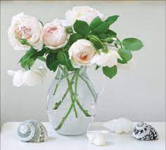 If you are new to rose growing, the wollerton old hall is the one for you. Wollerton Old Hall Rose Is A Fragrant Highlight