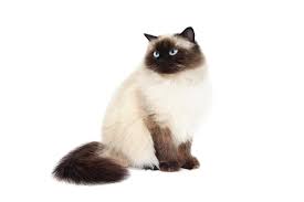 They are docile, affectionate cats that require a lot of. Himalayan Cat Breed Information Traits Characteristics Facts Photos