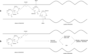 Lactose Intolerance Old And New Knowledge On Pathophysiological Mechanisms Diagnosis And Treatment Springerlink