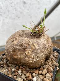 Image result for Momordica boivinii