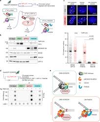 I registered an account and have a lot of shipping to do, and the card companies are not rejecting the transaction, i checked with them. Donson And Fancm Associate With Different Replisomes Distinguished By Replication Timing And Chromatin Domain Nature Communications