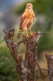 Image result for Hygrophila okavangensis