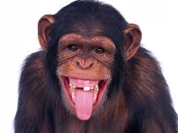 Image result for MONKEYS