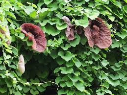 Image result for Aristolochia