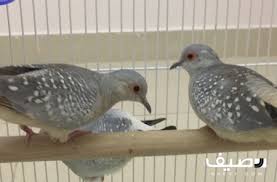 للبيع عدد 2 جوز يمام الماسي lt br gt lt br gt تامين وجاهزين للانتاج lt br gt lt br gt الصحة ماشاء الله والشهية مفتوحة lt br gt lt br parrot animals