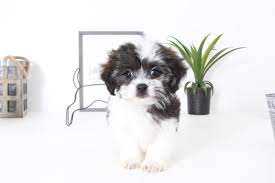 Located in boca raton, south florida. Teddy Bear Puppies For Sale Florida
