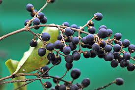 Image result for Ligustrum sinense