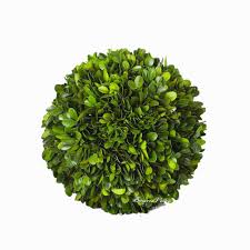 Cut just above a row of leaves for the best look (image 2). Boxwood Valley Preserved Boxwood Ball Large 8 Inch Boxwood Ball Topiary Vase Fillers For Wedding Party Christmas Balls Home Hang Ball Decor Ball 8 Buy Online In Antigua And Barbuda At Antigua Desertcart Com Productid