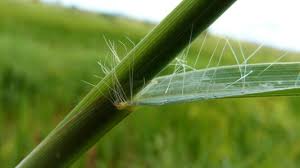 Image result for Digitaria complanata