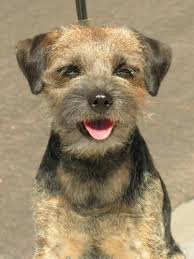 Pin Van Carla Rutten Op Border Terrier In 2020 Border Terrier Terrier Leuke Honden