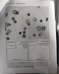 We demonstrate in our first example, how to draw a line. 50 Lab Exercise 9 Animal Development 100x Chegg Com