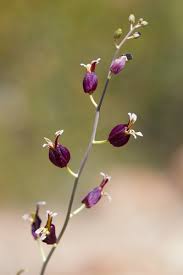 Image result for Buchholzia