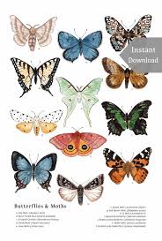 Digital 12 X 18 Poster Download Butterflies Moths Etsy Butterfly Watercolor Butterfly Art Butterfly