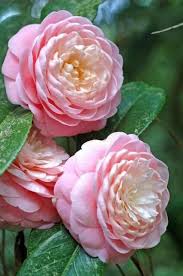 Pink Perfection Camellia My Grandfather Had A Huge Bush That Filled With Blossoms Each Year Beautiful Flowers Flowers Camellia Flower
