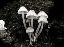 Black And White Mushroom Elegant Glowing Black And White Lantern Mushroom By Theartofearth White Lanterns Nature Photography Black And White