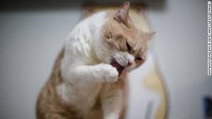 Diego maradona | guillermo coppola: Rankingcnn Conoce A Los Felinos Mas Tiernos En El Dia Internacional Del Gato Cnn Video
