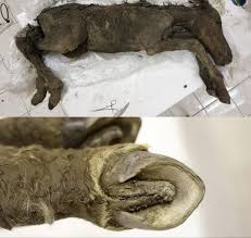 42,000-year-old Lena horse foal found preserved in Siberia