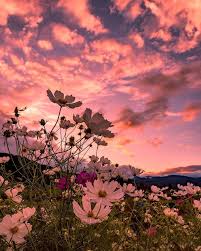 11 11 On Twitter In 2020 Beautiful Wallpapers Backgrounds Nature Aesthetic Beautiful Wallpapers
