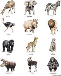 Unfortunately, there are so many endangered species, including jungle animals, in the world that creating a truly complete list is difficult. Little Grey Bungalow Free Clipart African Animals Jungle Animals Pictures African Animals Animals