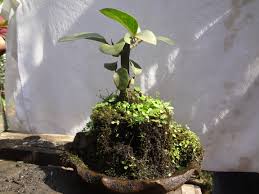 Status Of Bonsai In Nepal Bonsai Sansar