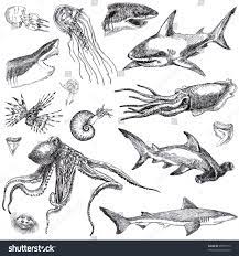 Hand Drawn Collection Marine Life Sea Monsters And Sharks Drawing A Black Marker Sea Creatures Drawing Sea Creatures Art Sea Life Tattoos