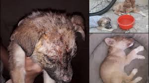 Petition Update Luleburgaz A Sahipsiz Ac Ve Hasta Hayvan Dostlarimiz Icin Barinak Yapilsin Change Org