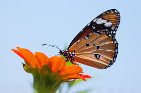 It's also good to plant flowers of all different colors, especially colors like. Attracting Butterflies To Your Garden Sa Garden And Home