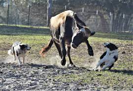 Sandspur Ranch Border Collies Home