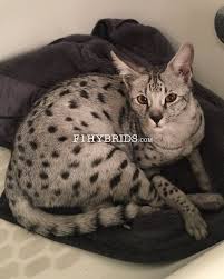 Doreen boileau is one of the original pioneer breeders of the savannah cat breed. F2 Savannah Kittens For Sale