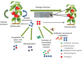 Frontiers Fungi Vs Fungi In Biocontrol An Overview Of Fungal Antagonists Applied Against Fungal Plant Pathogens Cellular And Infection Microbiology