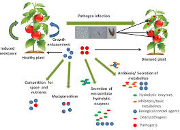 List of plant diseases caused by microorganisms. Frontiers Fungi Vs Fungi In Biocontrol An Overview Of Fungal Antagonists Applied Against Fungal Plant Pathogens Cellular And Infection Microbiology