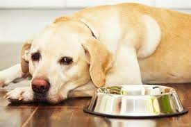 Dog Behavior Before Death Recognizing Your Pet S Last Moments Dogappy