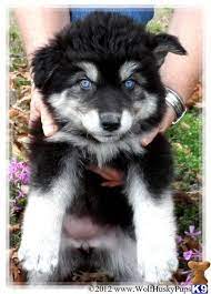 Check spelling or type a new query. Wolf Puppy Price In India Novocom Top