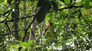 Find & download the most popular tree vectors on freepik free for commercial use high quality images made for creative projects. Wild Orangutan In Bukit Lawang Sumatra Stock Video Pond5