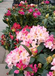 Rhododendrons And Azaleas Make Great Statement Plants For Patio Containers Or A Fantastic Backdrop In A Border These Shade Spring Plants Patio Plants Plants