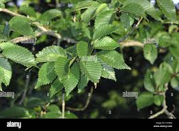 Image result for Ulmaceae