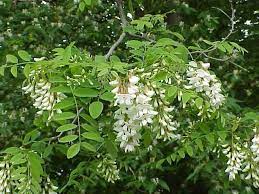 Detective Work This Plant Is A Tree Fixes Nitrogen Has Sweet And Edible Flowers Produces The Hardest And Most Rot Proof W Plants Trees To Plant Cool Plants