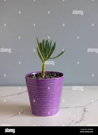 Image result for tbn:HNtrRnQBmFuaxM::www.bluechopsticks.com/img_large/800CC_0805S1015.jpg