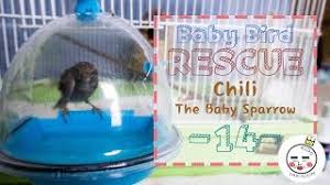 Now try to lower your bird into the water so that the warm water gets on her feet, which at that stage should still be resting on the palm of your hand, then encourage her to step into the sink or water bowl. Baby Bird Rescue Water Bath Youtube