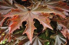 Nov 16, 2020 · an ash tree that turns red in fall, the autumn purple grows to be 45 to 60 feet tall. Maple Tree Varieties Information About Maple Tree Identification