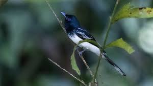 Image result for Hypoxis monanthos