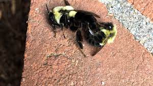 Bees pollinate plants by landing on the flowers, picking up pollen and then transferring it to other. Mating Bumblebees A Rare Glimpse Tilly S Nest