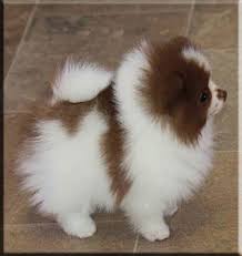 Black And Brown Pomeranian For Sale Chocolate And White Pomeranian I Need Her Pomeranian Puppy Pomeranian Dog Cute Pomeranian