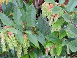 Image result for Flemingia